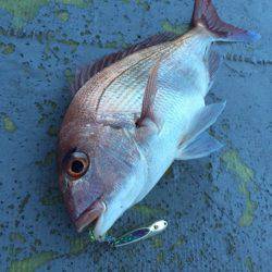 第二 海洋丸 釣果