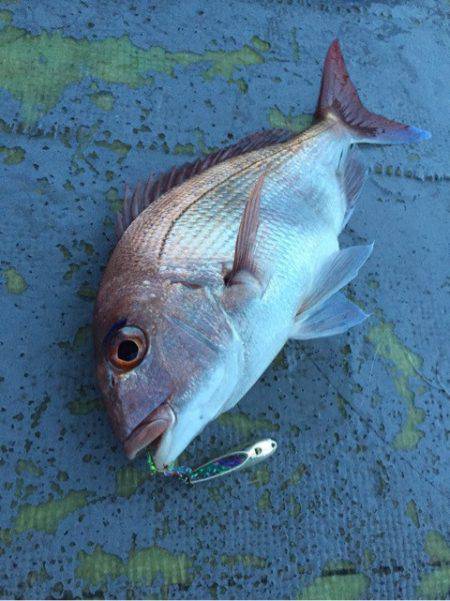 第二 海洋丸 釣果