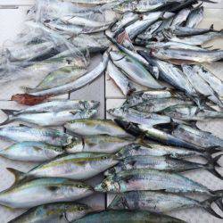 ビッグファイター 釣果