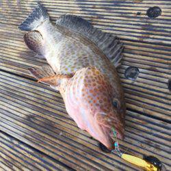 第二 海洋丸 釣果