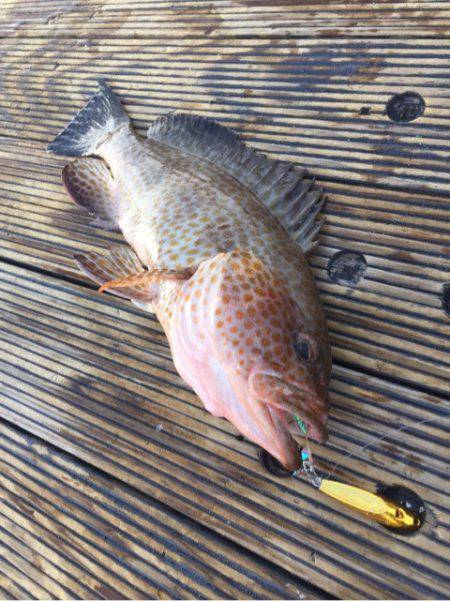 第二 海洋丸 釣果