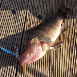 第二 海洋丸 釣果