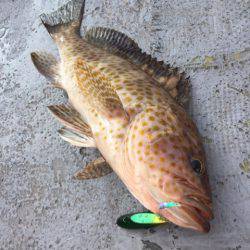 第二 海洋丸 釣果