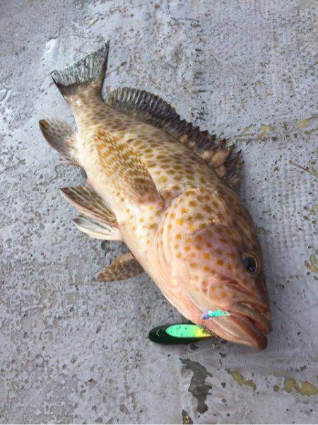 第二 海洋丸 釣果