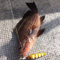 第二 海洋丸 釣果