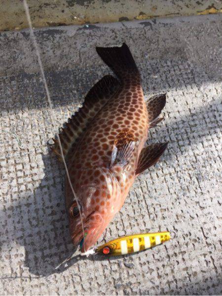 第二 海洋丸 釣果