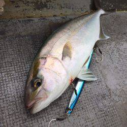 第二 海洋丸 釣果