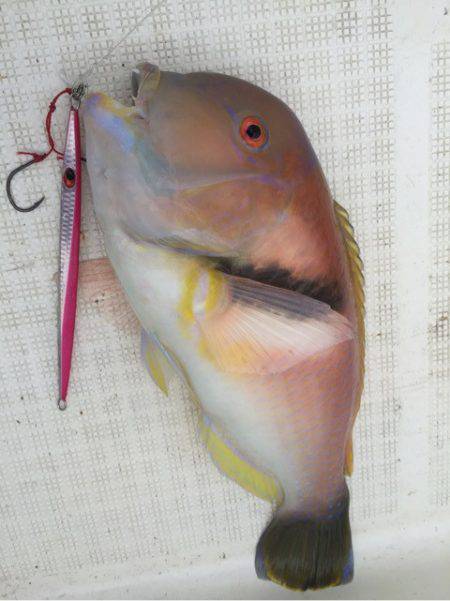 「LaGooN」蒼陽丸 日和号 釣果