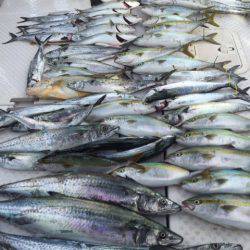 ビッグファイター 釣果