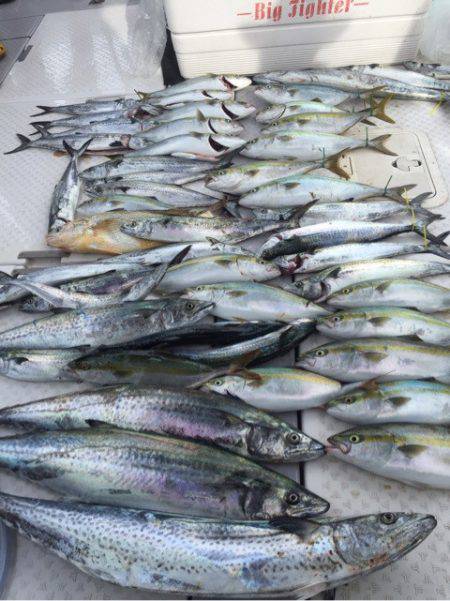 ビッグファイター 釣果