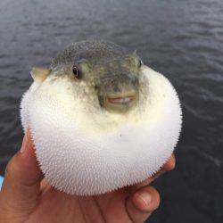 アマテラス 釣果