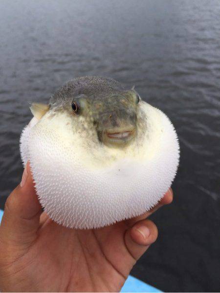 アマテラス 釣果