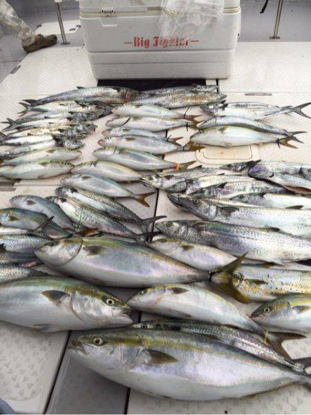 ビッグファイター 釣果