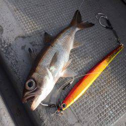 第二 海洋丸 釣果