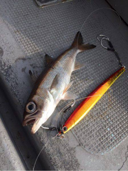 第二 海洋丸 釣果