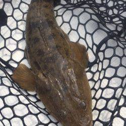 「LaGooN」蒼陽丸 日和号 釣果