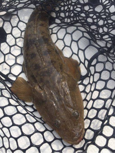 「LaGooN」蒼陽丸 日和号　 釣果