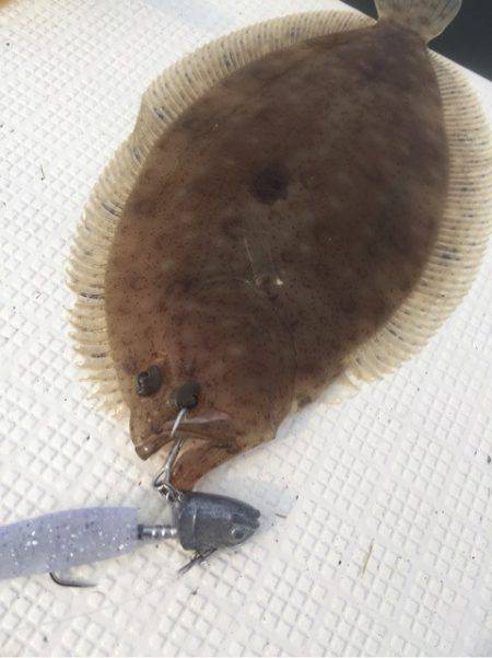 「LaGooN」蒼陽丸 日和号 釣果