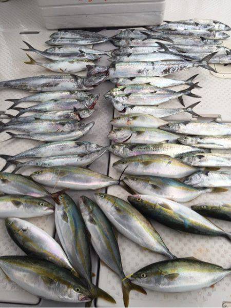 ビッグファイター 釣果