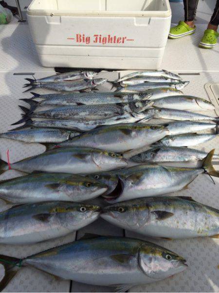 ビッグファイター 釣果
