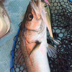 アマテラス 釣果