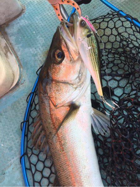 アマテラス 釣果