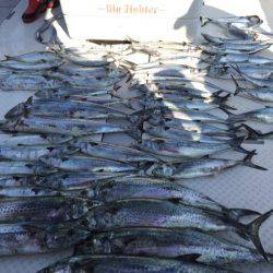 ビッグファイター 釣果