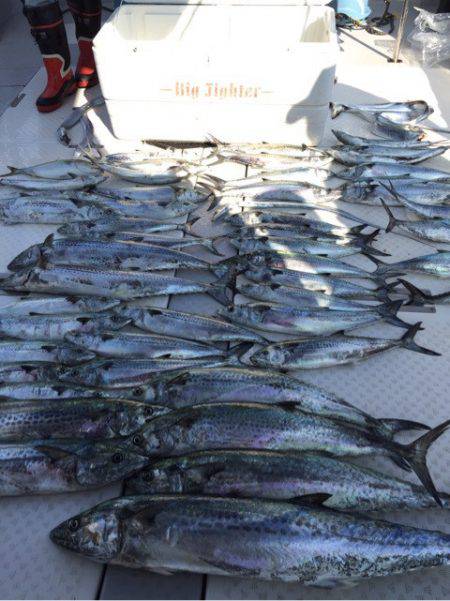 ビッグファイター 釣果