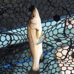 アマテラス 釣果