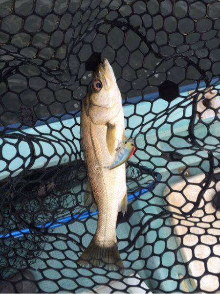 アマテラス 釣果