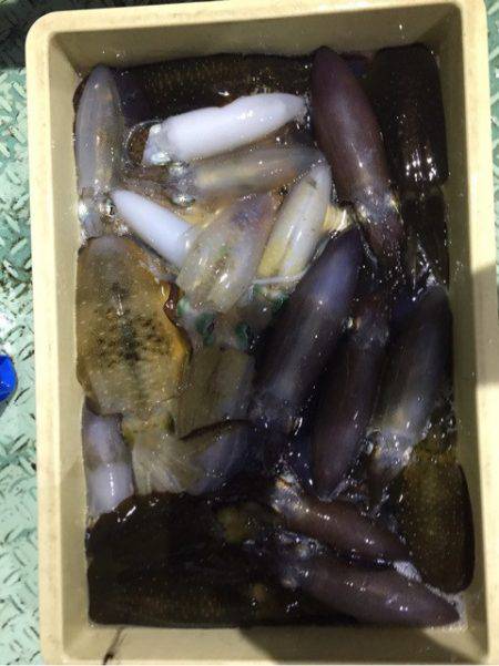 ヤザワ渡船 釣果