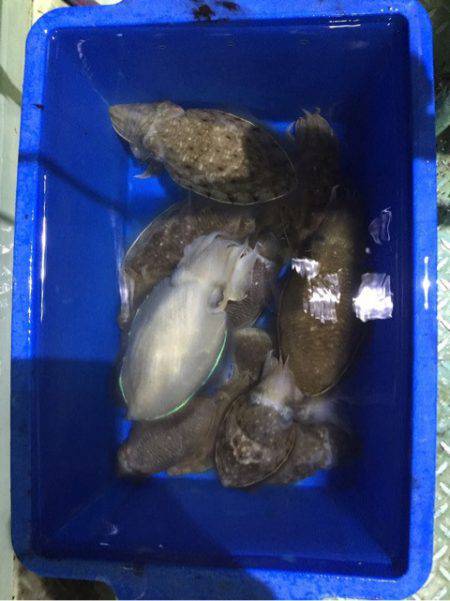 ヤザワ渡船 釣果