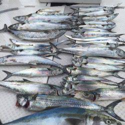 ビッグファイター 釣果