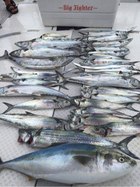 ビッグファイター 釣果