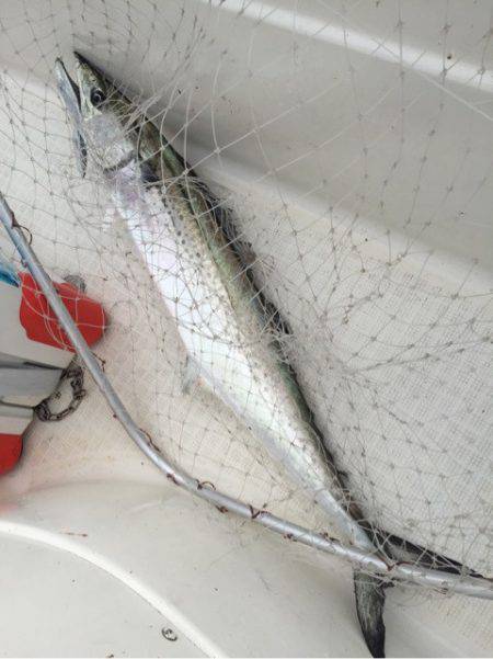 「LaGooN」蒼陽丸 日和号 釣果