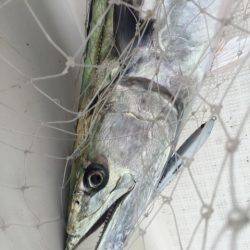 「LaGooN」蒼陽丸 日和号 釣果