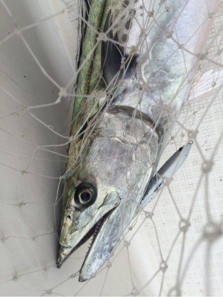 「LaGooN」蒼陽丸 日和号 釣果