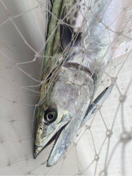 「LaGooN」蒼陽丸 日和号　 釣果