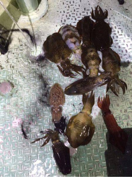 ヤザワ渡船 釣果