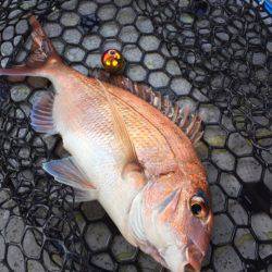 第二 海洋丸 釣果