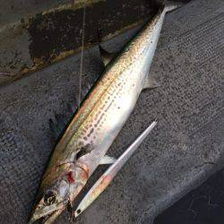 第二 海洋丸 釣果