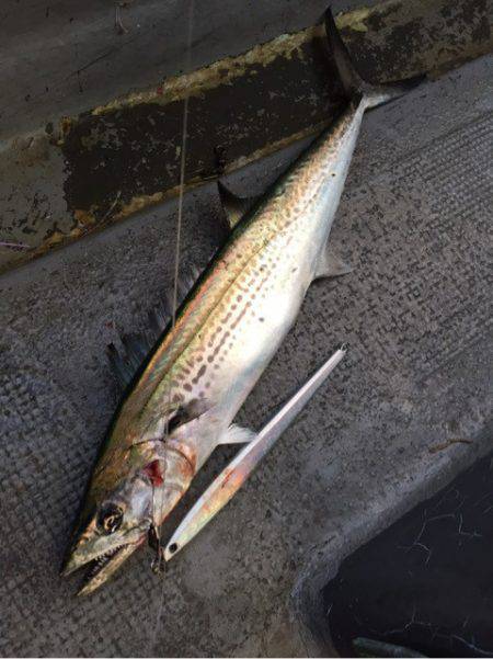 第二 海洋丸 釣果