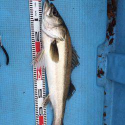 アマテラス 釣果