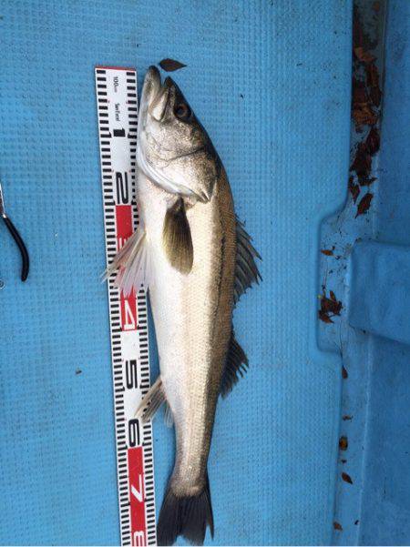 アマテラス 釣果