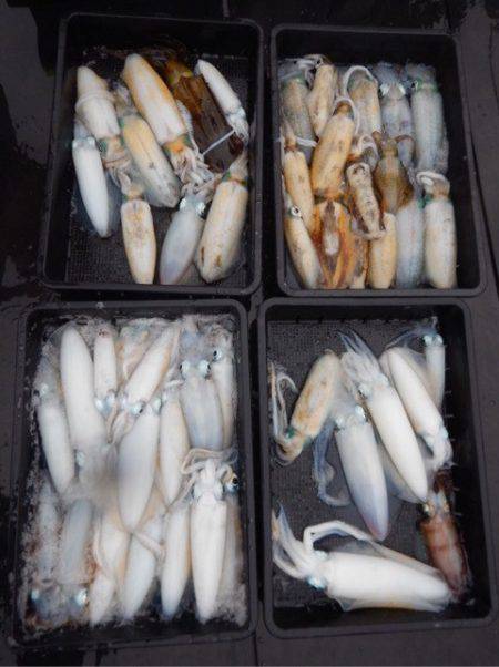 渡船屋たにぐち 釣果