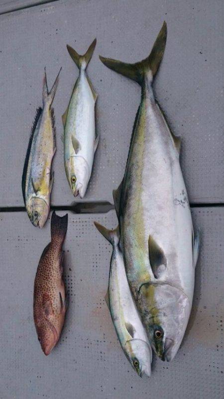 釣鯛洋 釣果