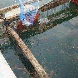 釣り堀水宝 釣果