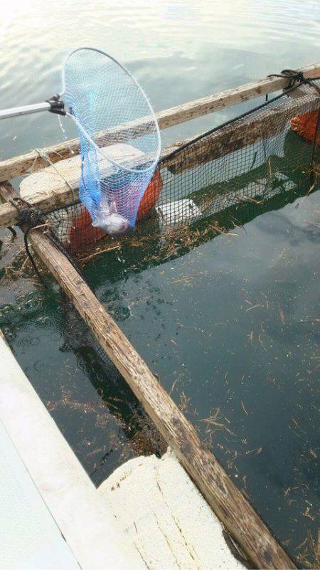 釣り堀水宝 釣果