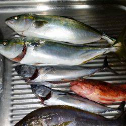 じゅん栄丸 釣果