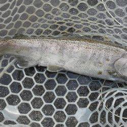 平谷湖フィッシングスポット 釣果